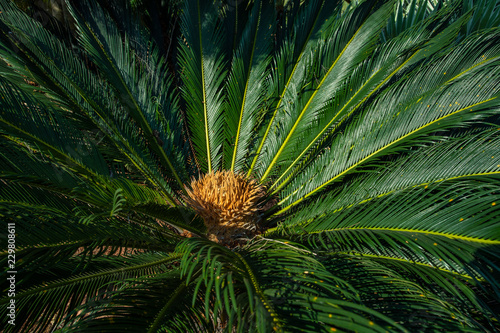 Cycad scientific name is Cycas circinalis L. Families Cycadaceae. Cycas close up with lyzard on the heart of the palm, flower and plant 