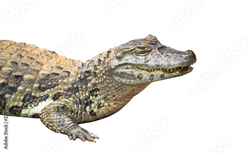 Spectacled caiman or common white caiman (Caiman crocodilus) close-up isolated on white background. Focus emphasizing the animal head, the yellow eye and partly open mouth with pronounced teeth.