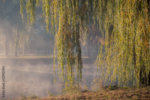Weeping willow branches hang down over the water on the bank of the river in the autumn city park against the background of morning fog