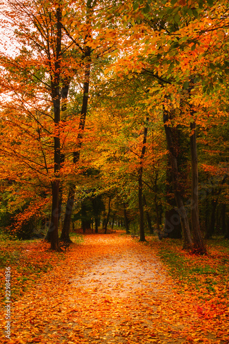 View of a footpath covered with colorful autum leaves in the forested part of the famous Maksimir park in Zagreb, Croatia. Beautiful autumn scenery