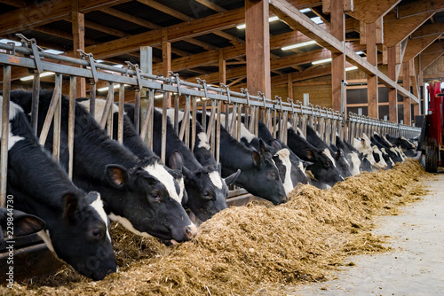 Rinder fressen Silage im modernen Rindviehstall, für Werbung, Marketing und Imagepflege