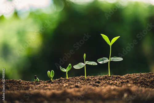 Plant Seeds Planting trees growth,The seeds are germinating on good quality soils in nature