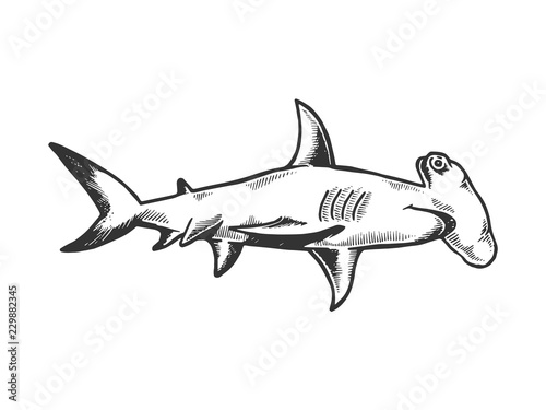 Great hammerhead shark fish animal engraving vector illustration. Scratch board style imitation. Black and white hand drawn image.