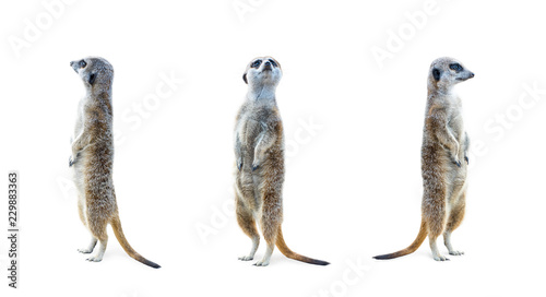 Portrait of a three meerkats standing and looking alert isolated on white background.
