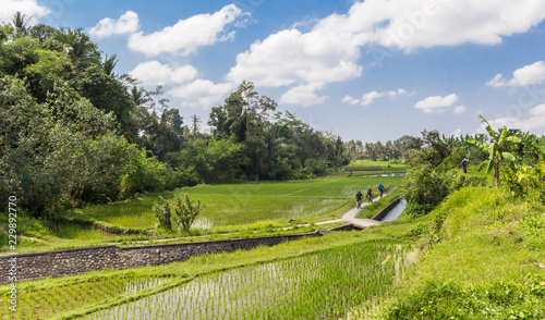 Bicycle path through the rice fields of Bali, Indonesia