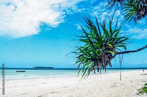 Tree on a paradise beach white sand blue ocean sea view