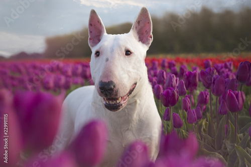 bull terrier