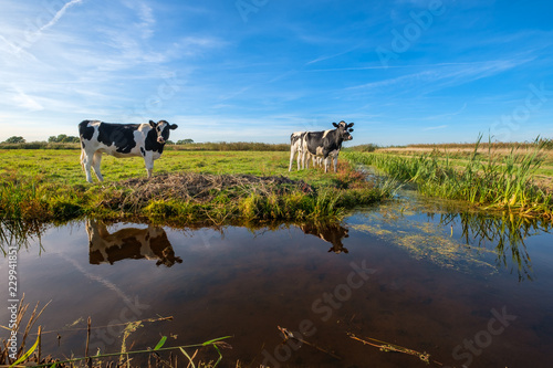Curious young cows in a polder landscape along a ditch, near Rotterdam, the Netherlands