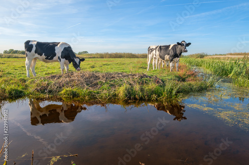 Curious young cows in a polder landscape along a ditch, near Rotterdam, the Netherlands