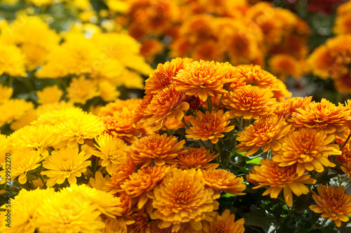 closeup of colorful chrysanthemums at gardening store