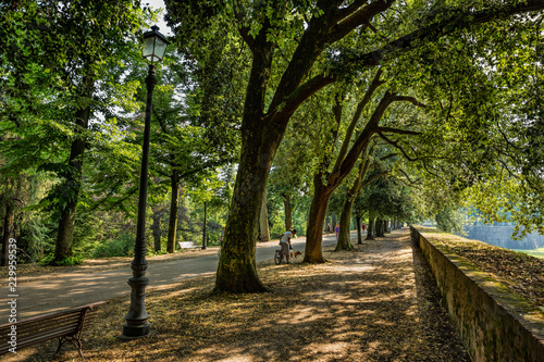 Walking along the tree lined walls in Lucca, Tuscany, Italy