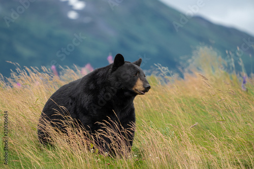 Beautiful Alaska Black Bear sits in a meadow, looking off to the side, with mouth open and tongue out