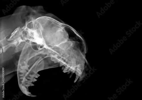 Radiografia alla testa di un gatto 