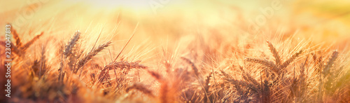 Dusk in wheat field, beautiful wheat field in late afternoon lit by sunlight, soft and selective focus on wheat