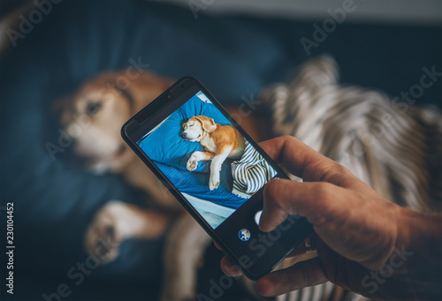 Beagle dog sleep in bed and his owner takes it photo with smartphone