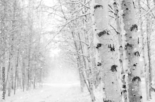 Winter landscape with snowy birch trees in the park