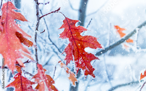 Autumn leaves of oak in a hoarfrost. Autumn frosts. Autumn frozen leaves background. Shallow depth of field