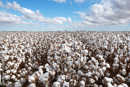 Cotton Crop