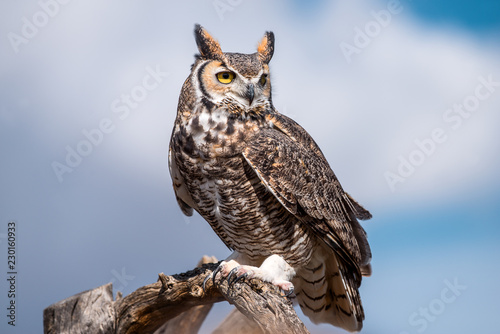 great horned owl