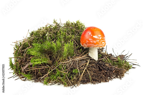 Fly agaric mushroom on green moss isolated over white background