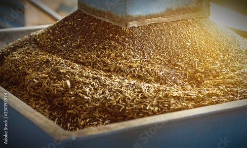 Production of rapeseed oil, processing of oilseed rapeseed, supply of rapeseed oil seeds to the cold pressing press, close-up, industry