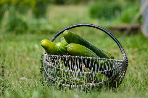 fresh cucumbers in metal basket in green meadow