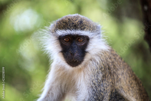 Green monkey (Chlorocebus sabaeus) with a blurred background