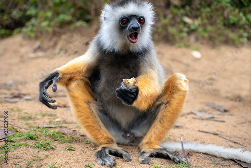 Diademed Sifaka. Diadema, endemic, endengered. Rare lemur,close up, portrait.(Propithecus diadema),Wild nature Madagascar