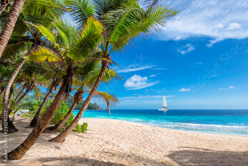 Exotic sunny beach with palm and a sailing boat in the turquoise sea on Hawaii paradise islands. Summer vacation and tropical beach concept.