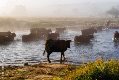 Przeprawa krów przez Narew