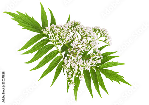Valerian herb flower sprigs isolated on white background. Save work path.