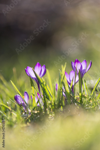 Krokusse im Licht