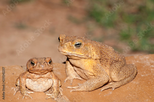Feral cane toad in outback Queensland, Australia.