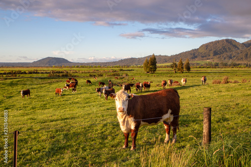 A hereford cow looks up from grazing in the evening sun in New Zealand