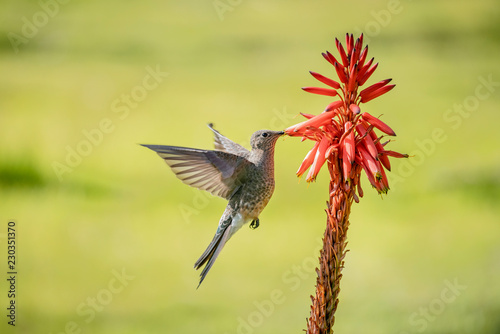 A Giant Hummingbird or Patagona gigas aka Picaflor Gigante, feeding on a aloe vera plant outside. 