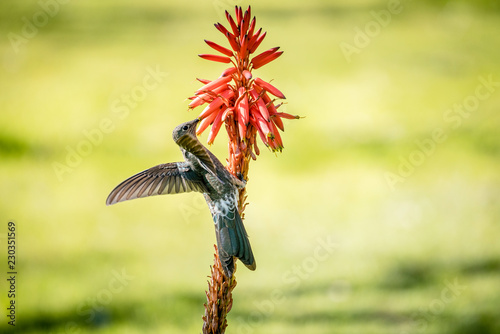 A Giant Hummingbird or Patagona gigas aka Picaflor Gigante, feeding on a aloe vera plant outside. 