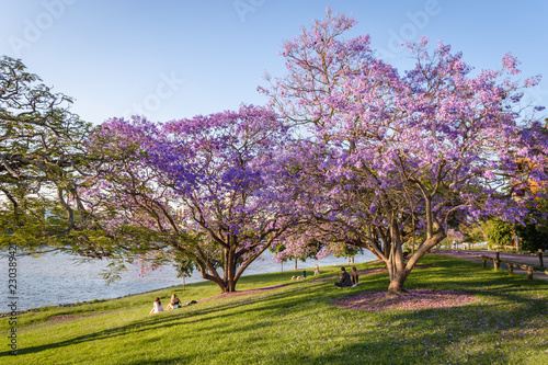 People enjoy picnics in the late afternoon sun along the Brisbane River