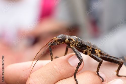 Thorny devil stick insect or giant spiny stick insect (Eurycantha calcarata) on hand