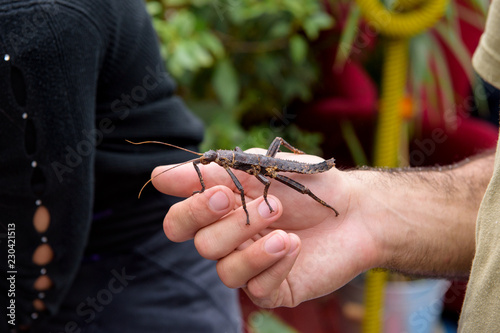 Thorny devil stick insect or giant spiny stick insect (Eurycantha calcarata) on hand