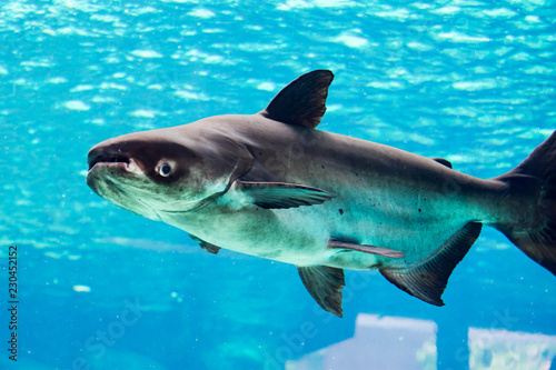 An endangered mekong giant catfish Pangasianodon gigas while swimming on a blue water aquarium