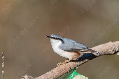 nuthatch sitting on a stick with food on it