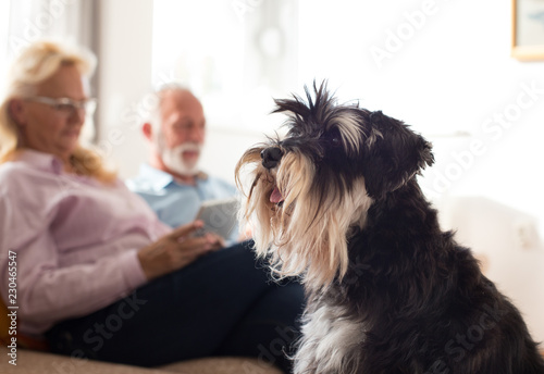 Senior couple with dog at home