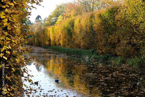 Polska, Gdańsk - odbicia w wodzie jesiennych drzew w Parku Oliwskim