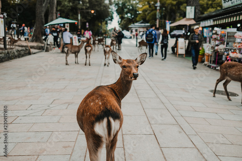 .Deer of Nara. Nara prefecture natural park around the Todai-ji temple. Photography of tourism in Japan.