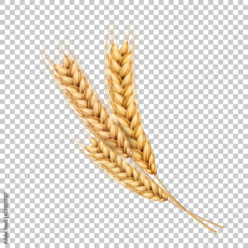 Vector wheat ears spikelets realistic with grains