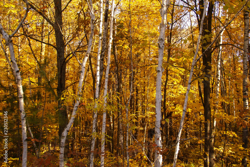 White birch tree trunks against a background of trees with yellow leaves in the woods during autumn near Hinckley Minnesota