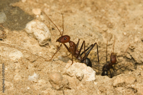 fourmis cataglyphis velox 