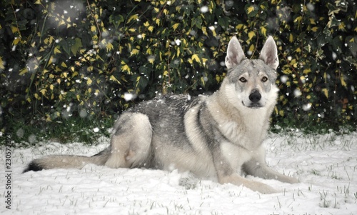 cane lupo cecoslovacco