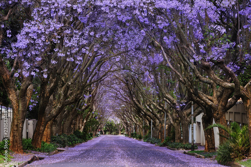 Jacarandas