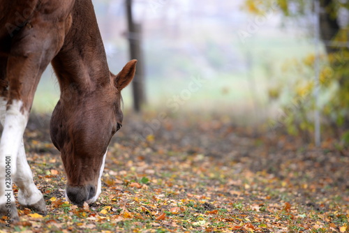 Herbstpferd. Braunes Pferd frisst auf der herbstlichen Weide Eicheln, Ausschnitt.